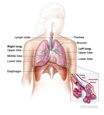 s400-respiratorysystemanatomy